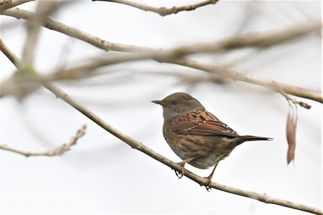 Dunnock