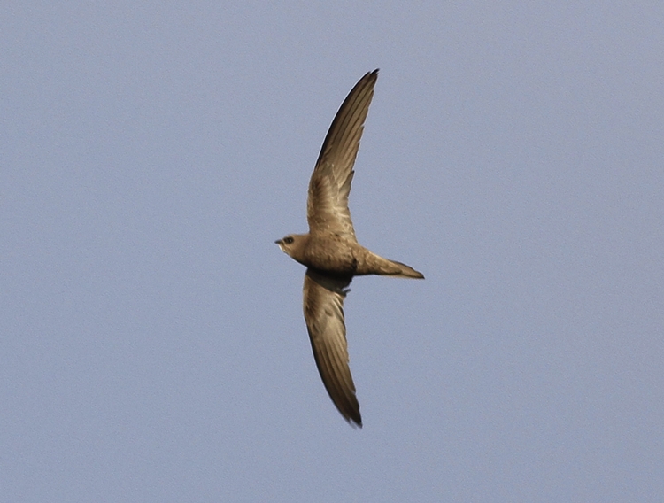 Pallid Swift