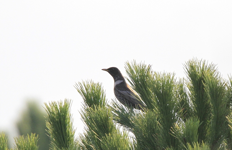 Ring Ouzel