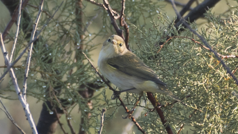 Eastern Bonelli`s Warbler