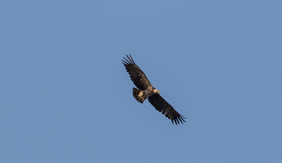 Eastern Imperial Eagle