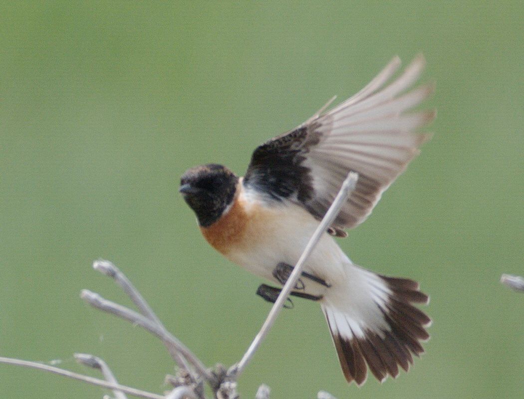 Siberian Stonechat