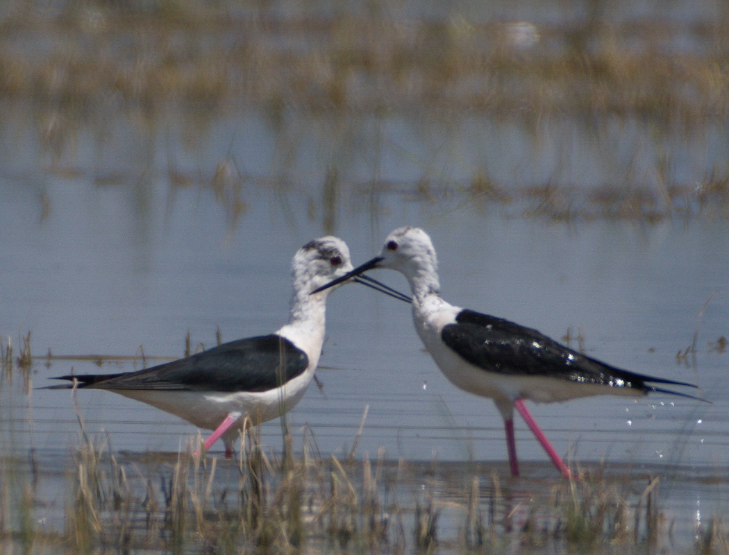 Black-winged Stilt
