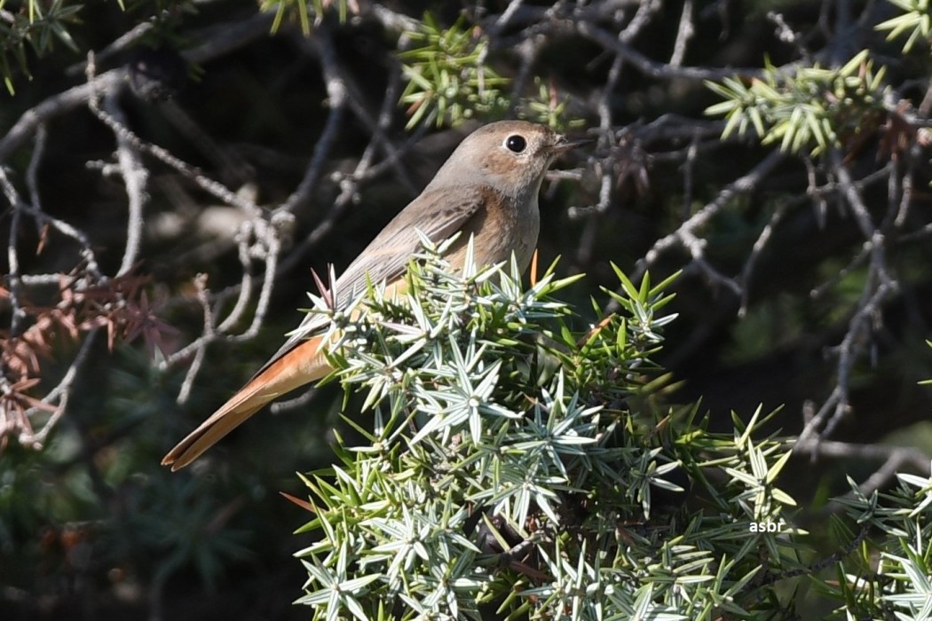 Common Redstart