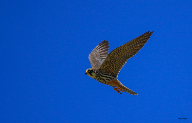 Eurasian Hobby