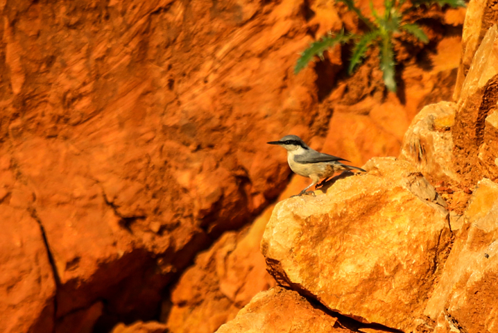 Western Rock Nuthatch