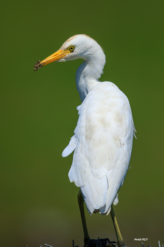 Western Cattle Egret