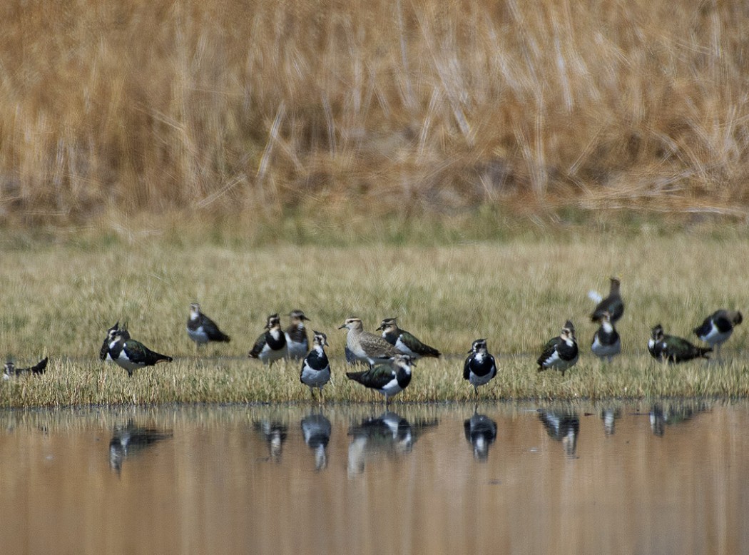 Sociable Lapwing