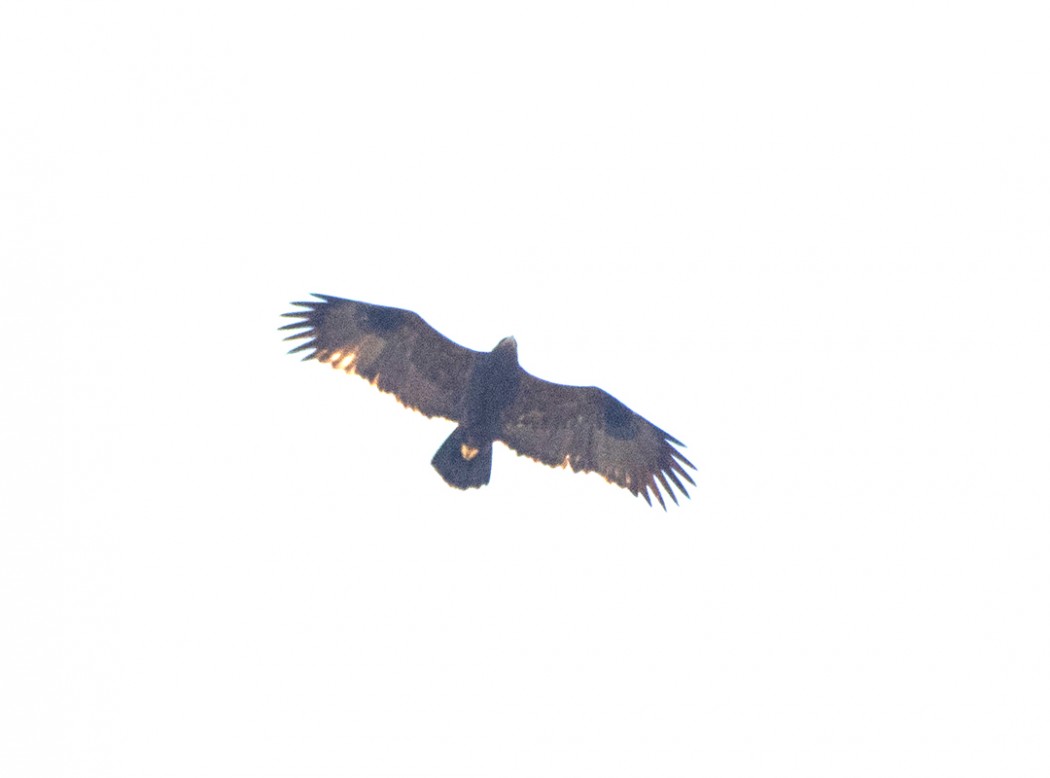 Steppe Eagle