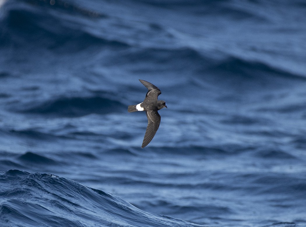 European Storm Petrel