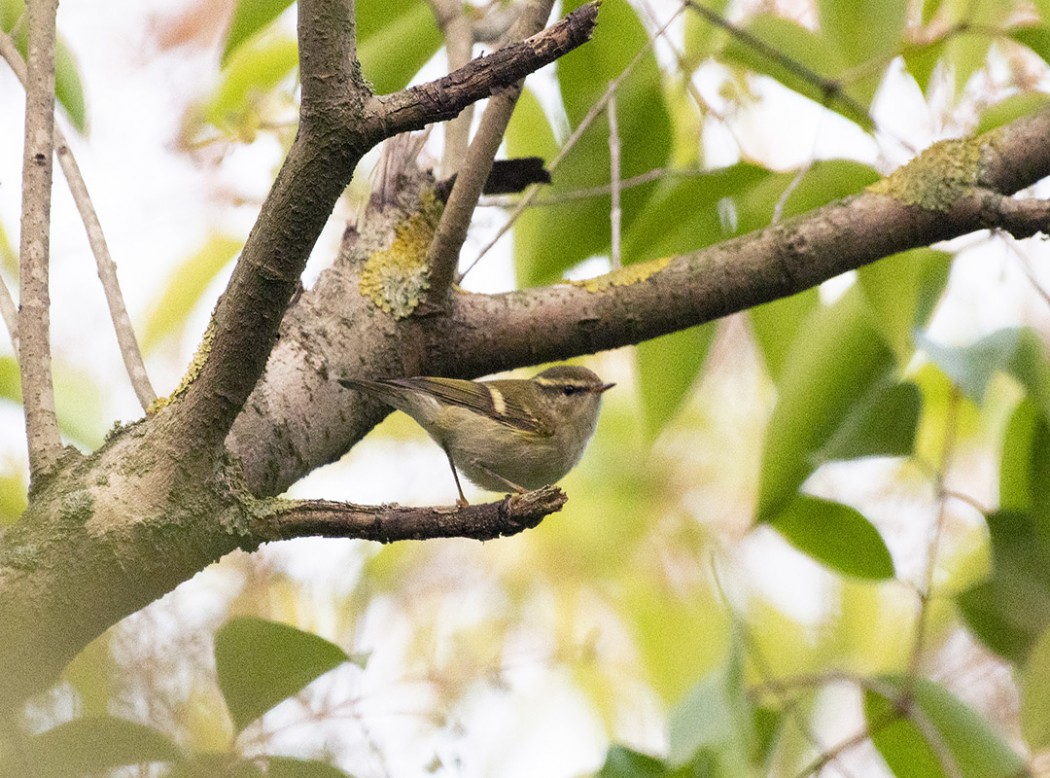 Yellow-browed Warbler