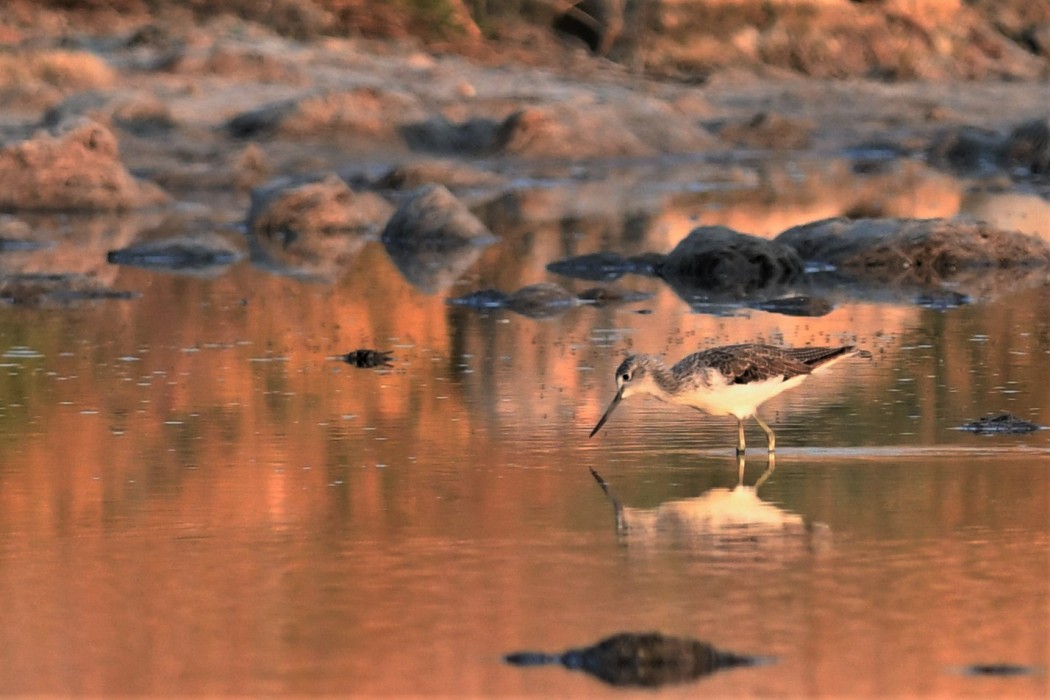 Common Greenshank