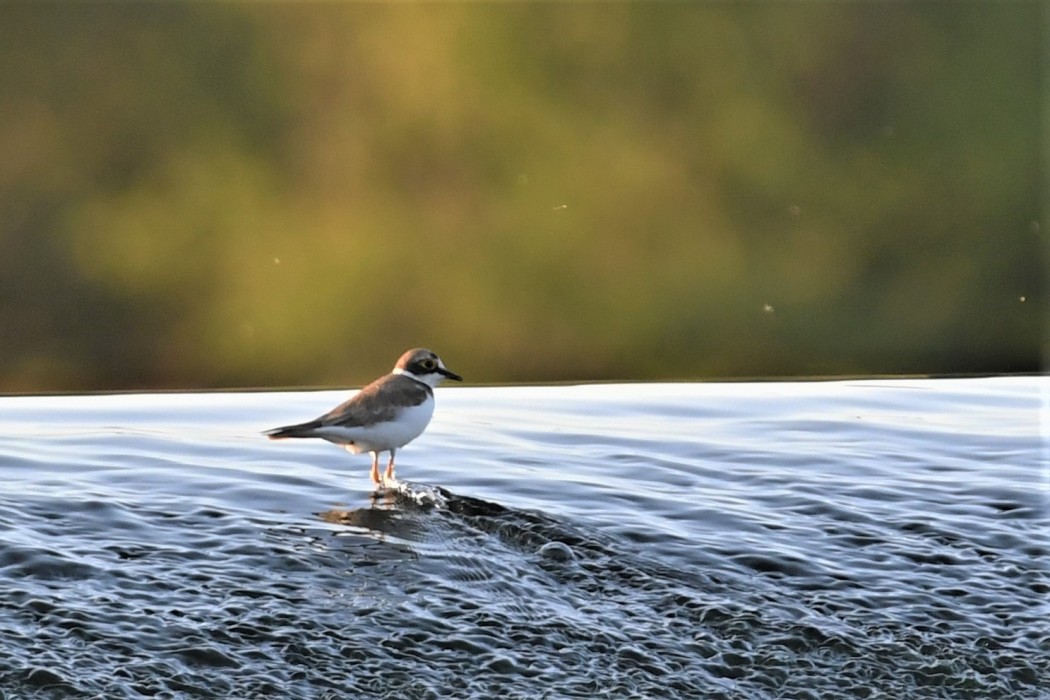 Little Ringed Plover