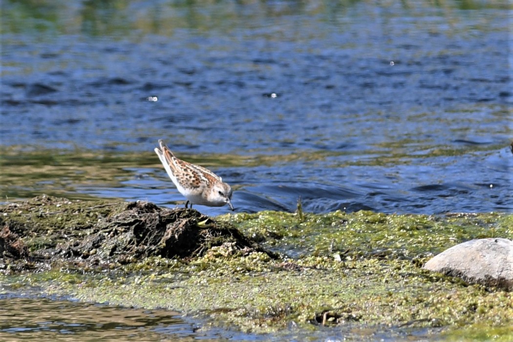 Little Stint