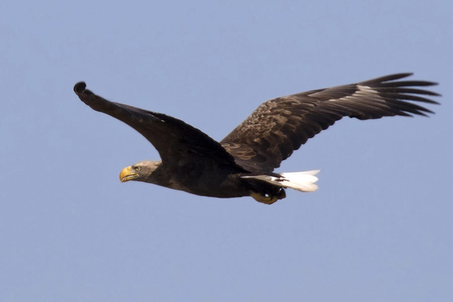 White-tailed Eagle