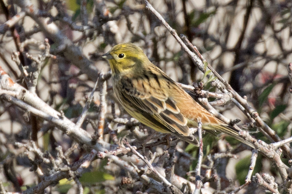 Yellowhammer