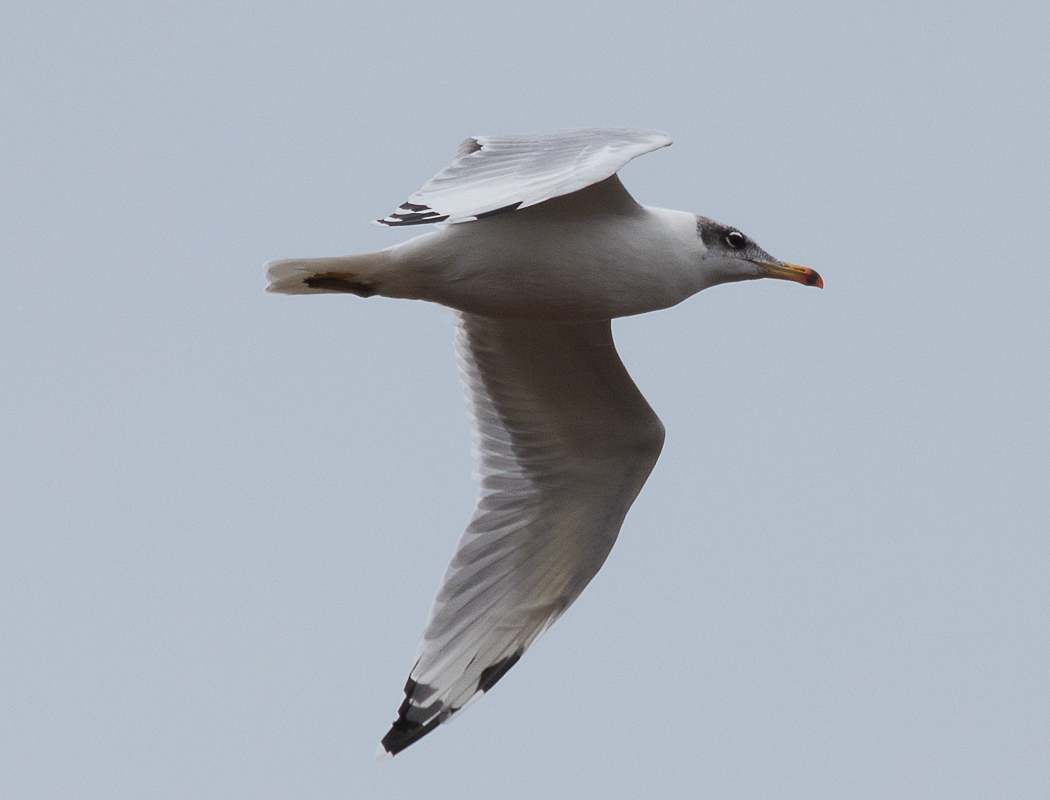 Pallas`s Gull