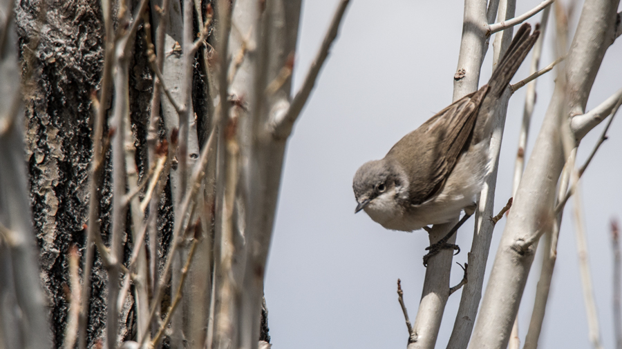 Lesser Whitethroat