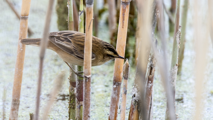 Sedge Warbler