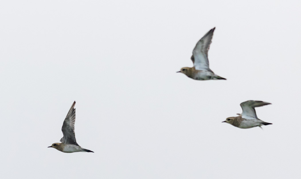 Pacific Golden Plover