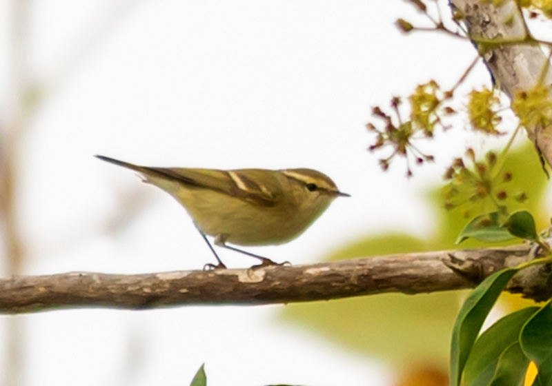 Yellow-browed Warbler