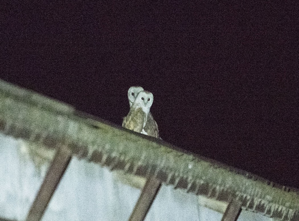 Western Barn Owl