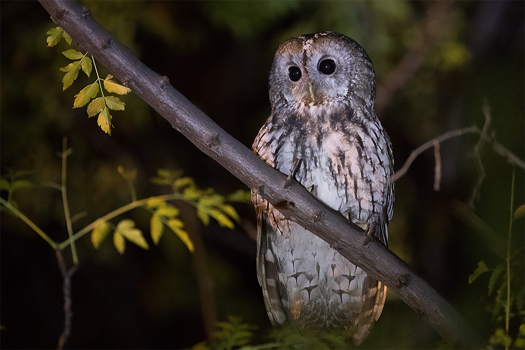 Tawny Owl