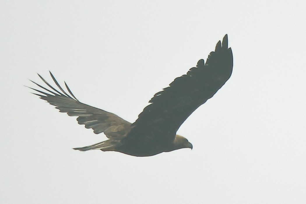 Eastern Imperial Eagle