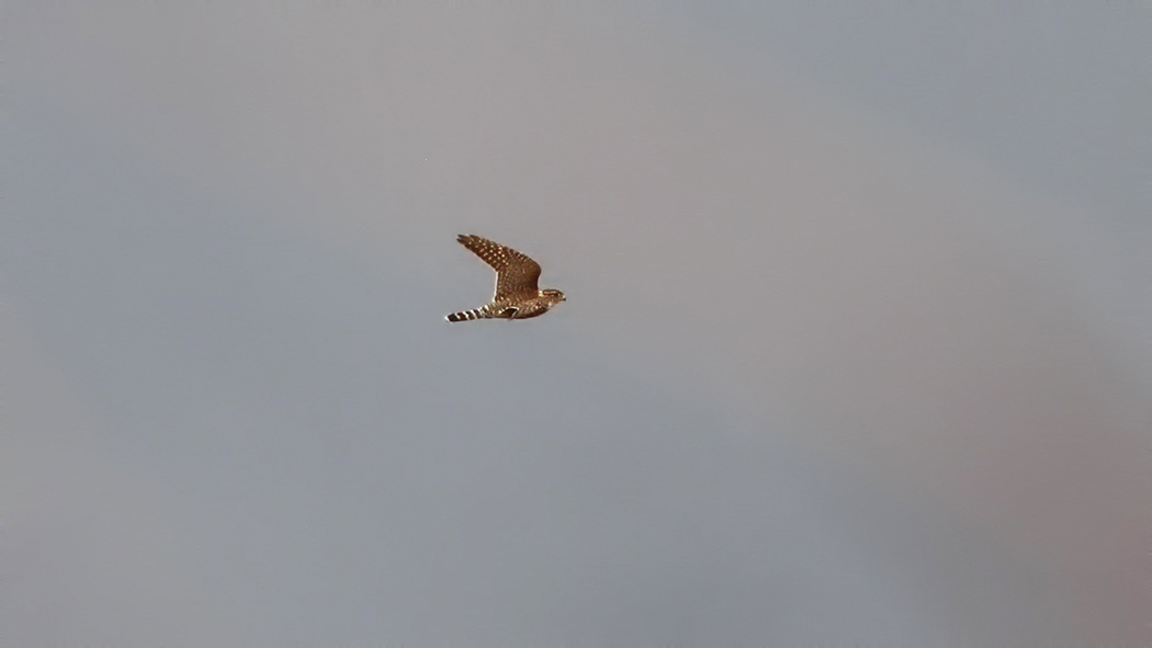 Merlin