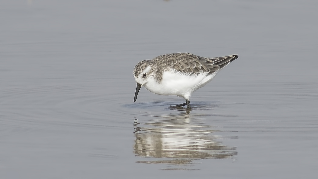 Sanderling