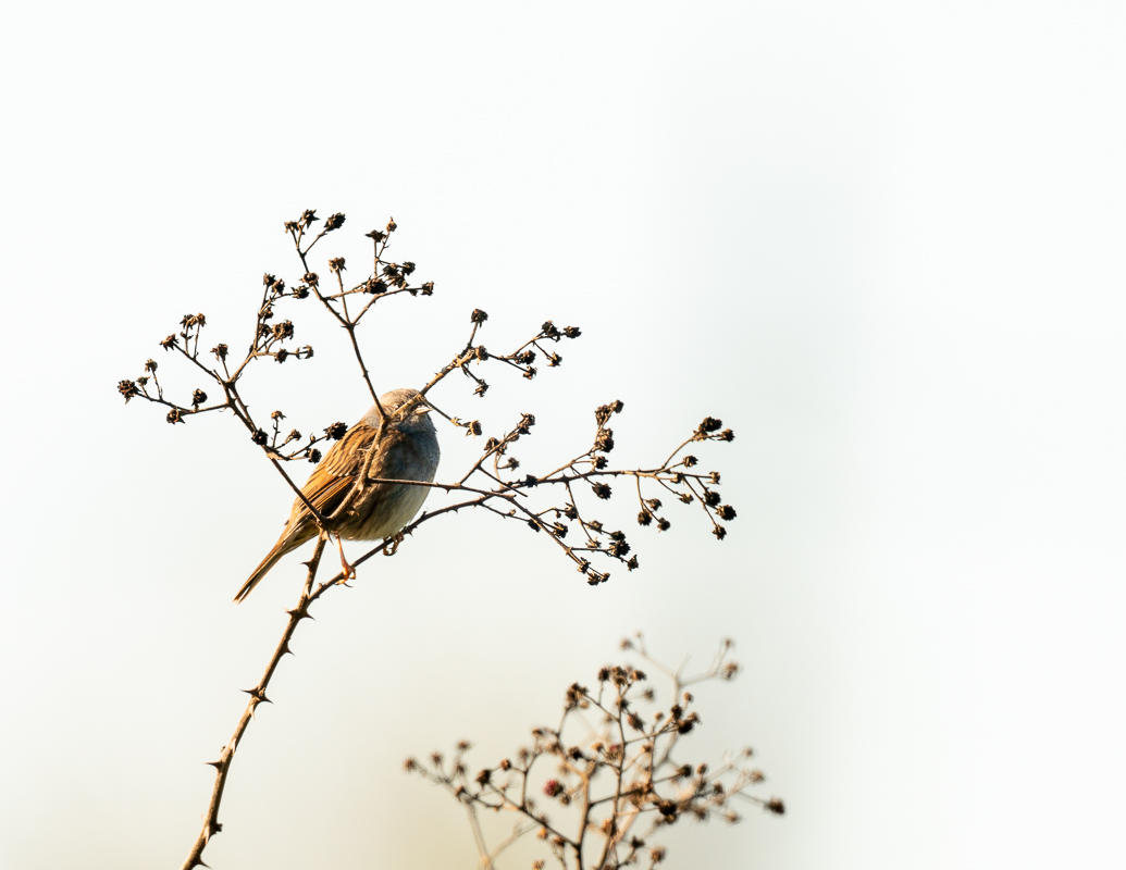 Dunnock