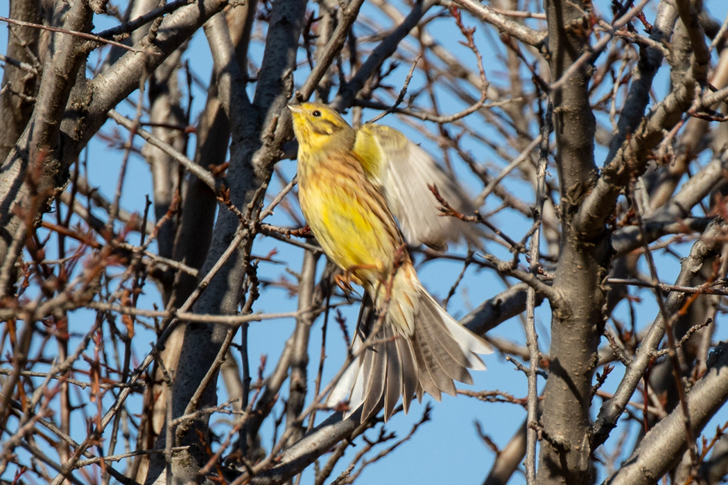 Yellowhammer