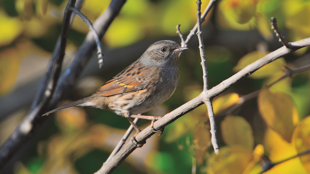 Dunnock