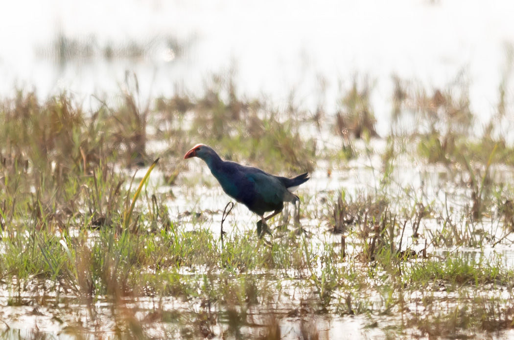 Grey-headed Swamphen