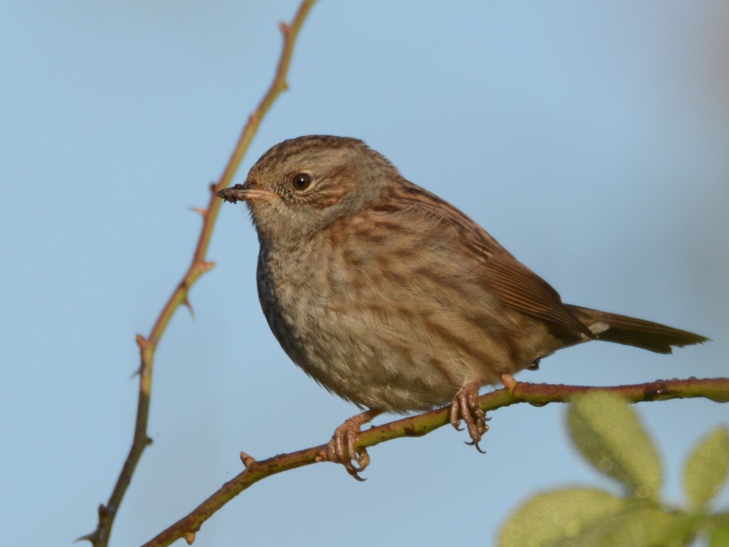Dunnock