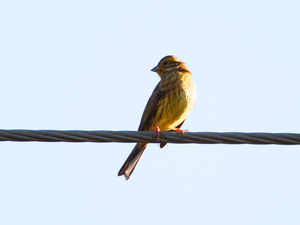 Yellowhammer
