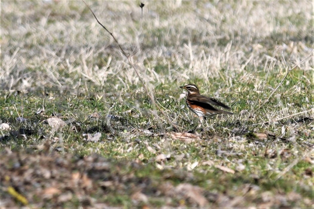 Redwing