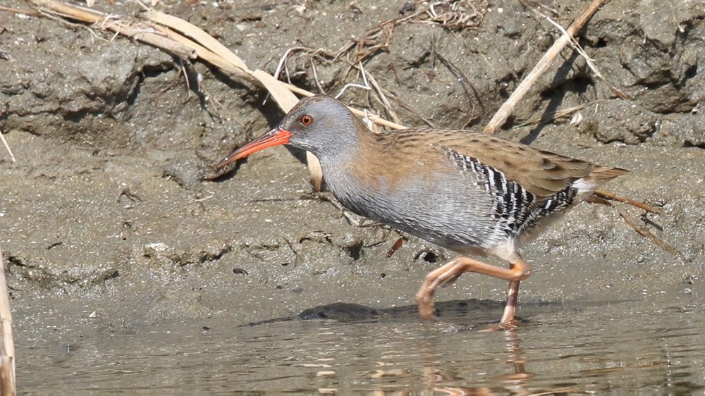Water Rail