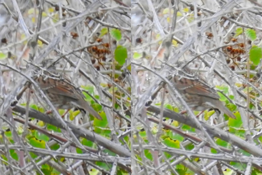 Dunnock