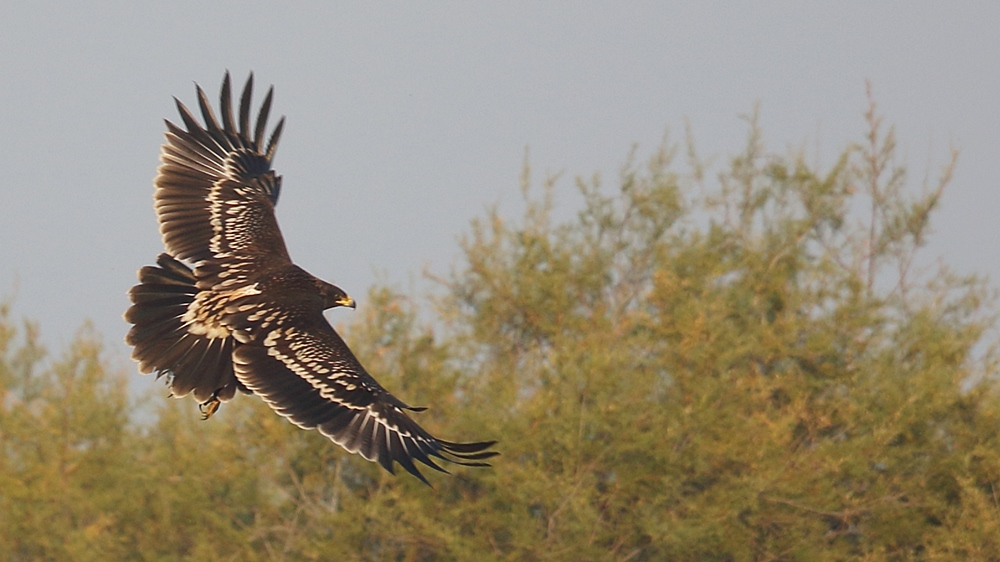 Greater Spotted Eagle
