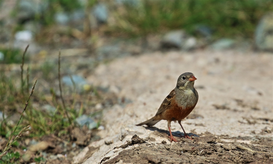 Ortolan Bunting