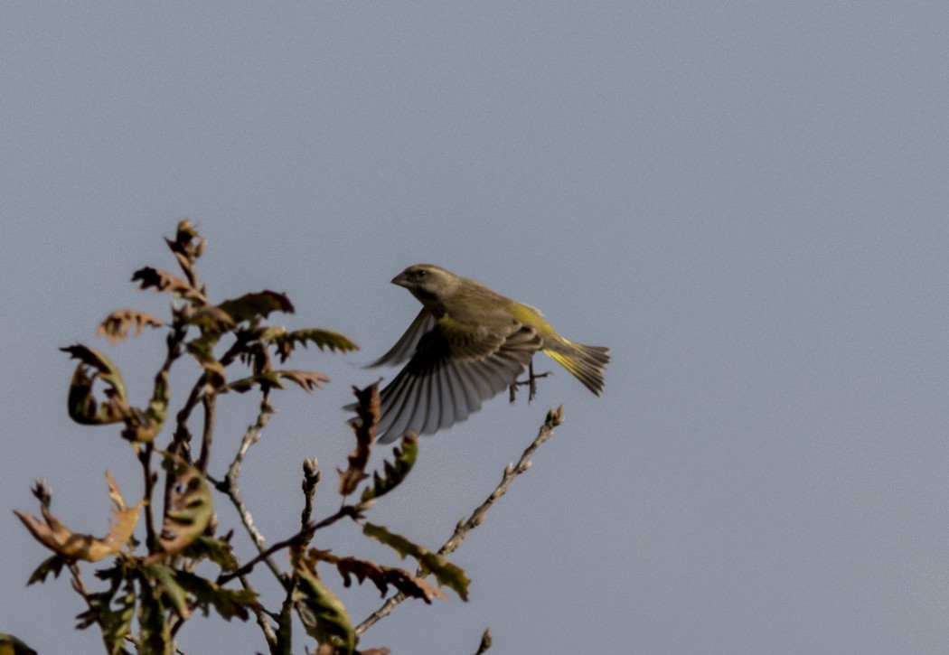 European Greenfinch