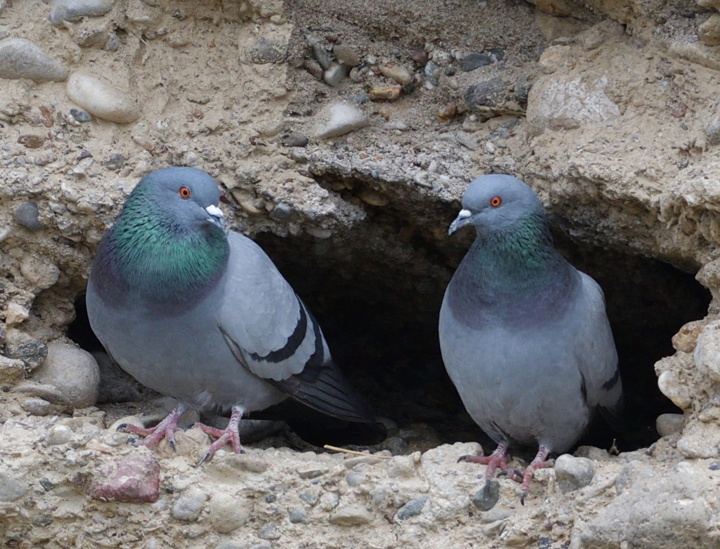 Rock Dove