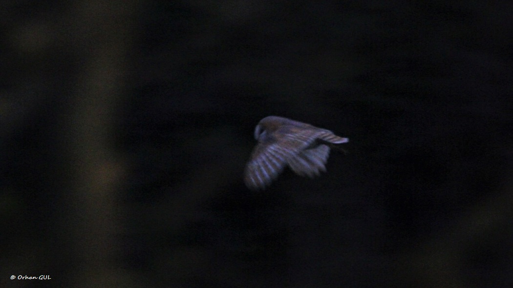 Western Barn Owl