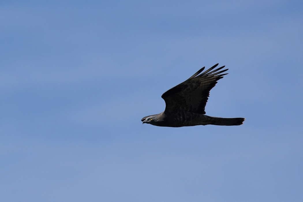 European Honey Buzzard