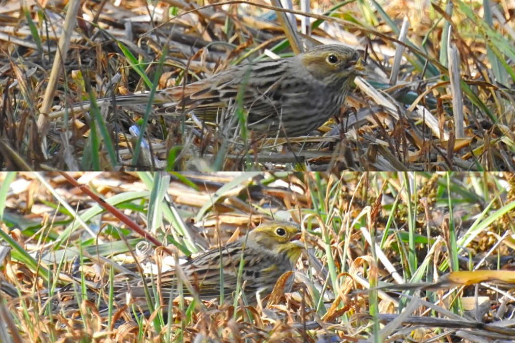 Yellowhammer