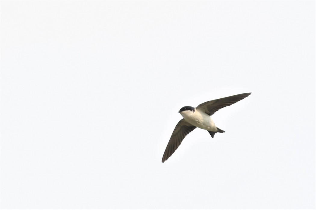 Western House Martin