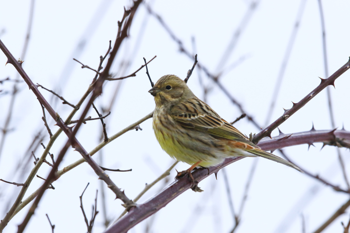 Yellowhammer