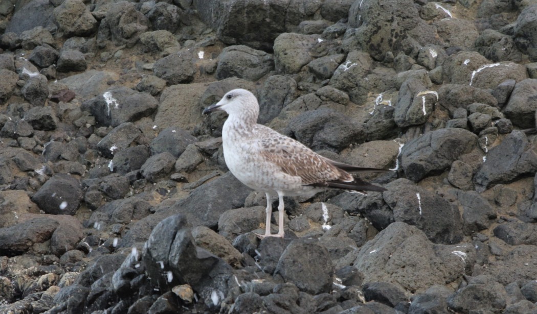 Caspian Gull