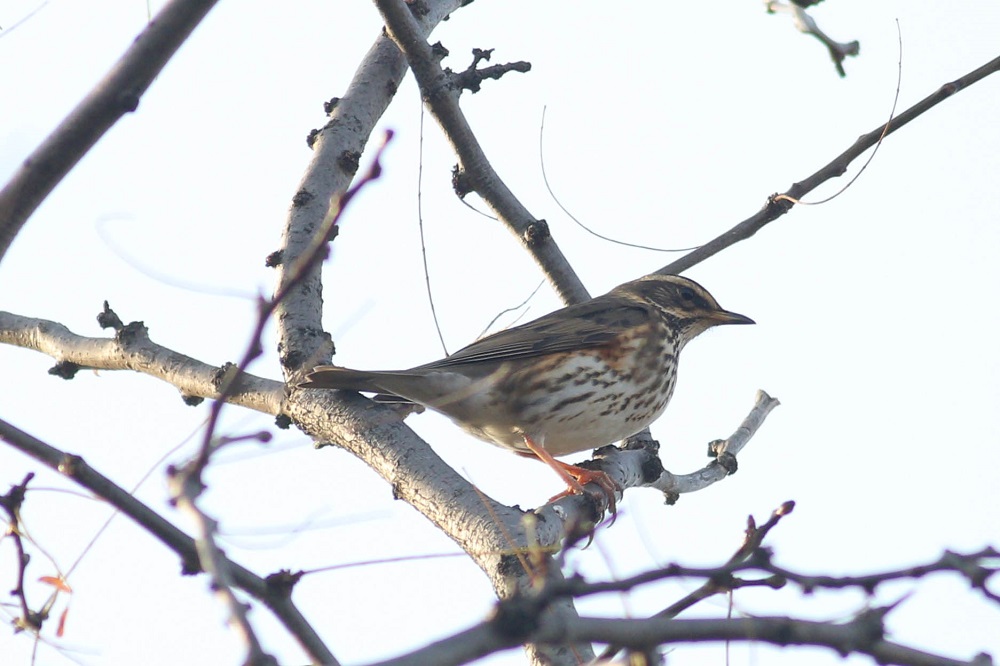 Redwing